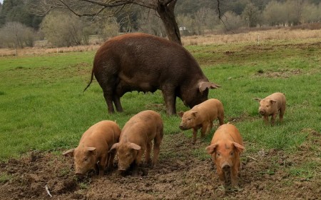 Porco de 40 quilos é arrastado e devorado por possível onça em fazenda