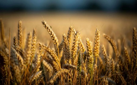 Queda na produção de trigo pode pressionar preços