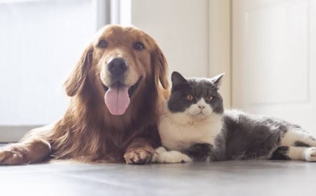 Senado debate Estatuto dos Cães e Gatos na CCJ