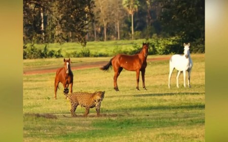 Cavalos se fingem de estátua diante de onça-pintada