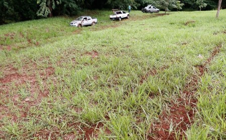 Após abate, criminosos deixam apenas cabeça e vísceras de vaca