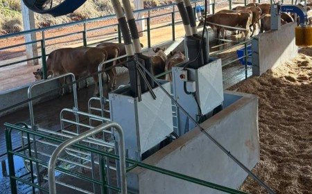 Robôs e energia solar impulsionam pecuária leiteira na Unesp