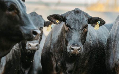 Angus completa 120 anos como referência em carne premium