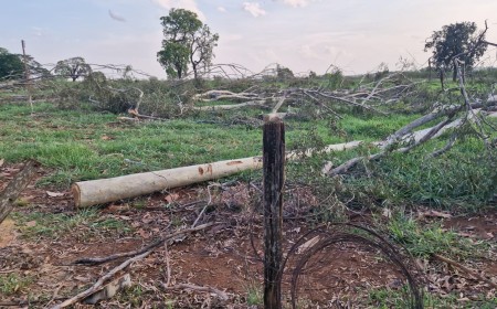 Campeiro morre eletrocutado após galho atingir rede elétrica em Campo Grande