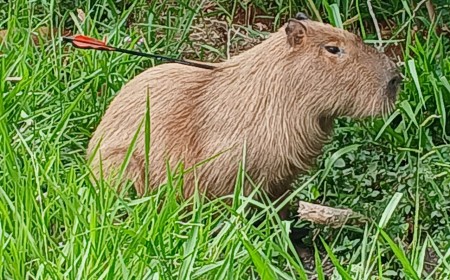 Polícia e CRAS fazem força-tarefa para resgatar capivara atingida por flecha em Campo Grande