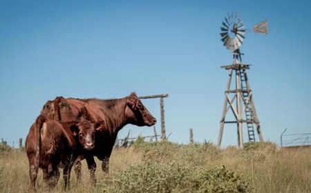 EUA lançam pacote para recuperar rebanho bovino