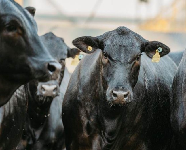 Angus completa 120 anos como referência em carne premium