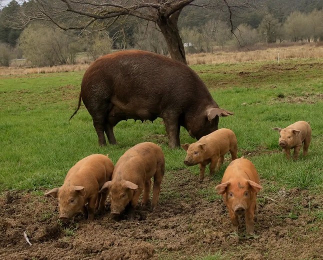 Porco de 40 quilos é arrastado e devorado por possível onça em fazenda