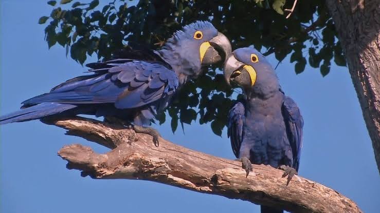 Pantanal amplia áreas de preservação para arara-azul
