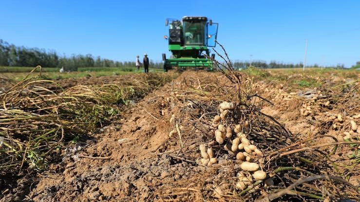 Projeto cria programa nacional para incentivar produção de amendoim