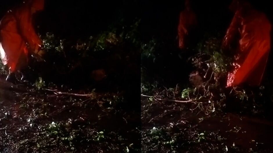 Árvores caem na MS-141 durante temporal entre Ivinhema e Angélica