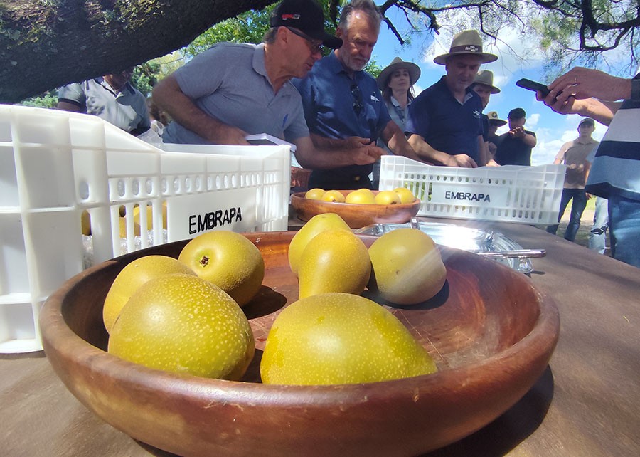 Embrapa apresenta BRS Áurea, nova cultivar de pera