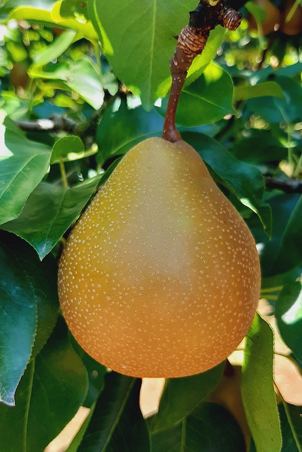 Embrapa apresenta BRS Áurea, nova cultivar de pera