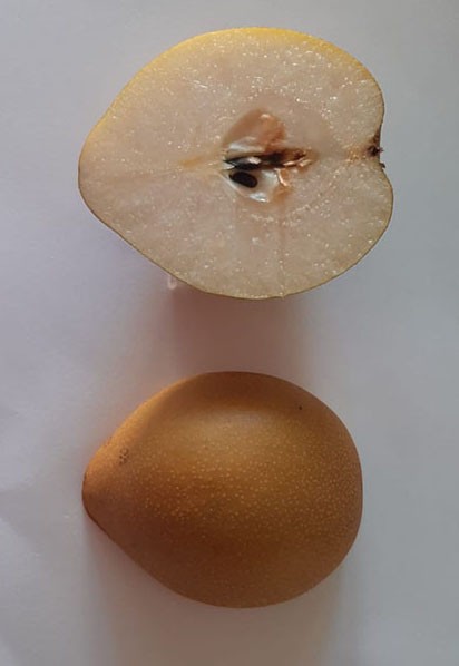Embrapa apresenta BRS Áurea, nova cultivar de pera
