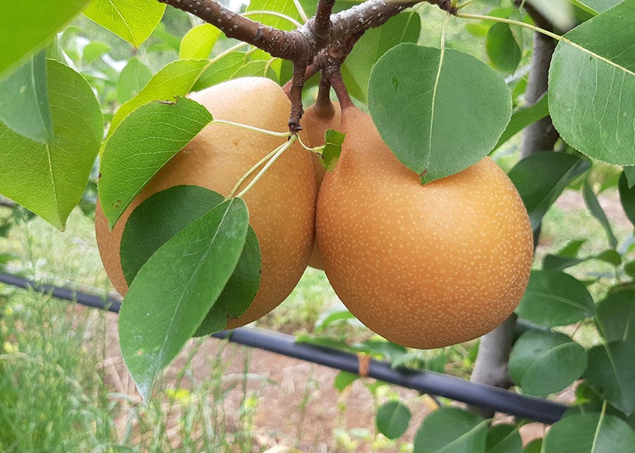 Embrapa apresenta BRS Áurea, nova cultivar de pera