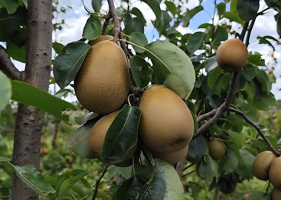 Embrapa apresenta BRS Áurea, nova cultivar de pera