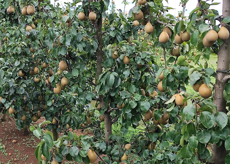 Embrapa apresenta BRS Áurea, nova cultivar de pera