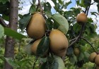 Embrapa apresenta BRS Áurea, nova cultivar de pera