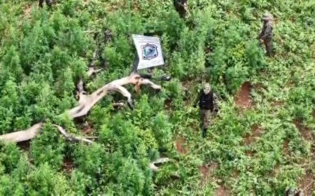 Polícia destrói 15 hectares de maconha em Cerro Corá