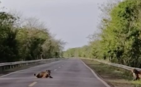Casal de onças-pintadas para o trânsito na BR-262 e impressiona motoristas…