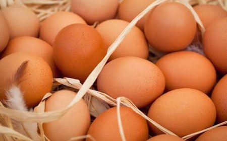 Avicultura brasileira diversifica produção e sistemas de criação
