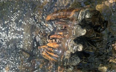 Geóloga encontra fóssil raro de mastodonte de 10 mil anos