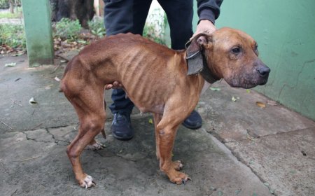 Homem de 29 anos é preso em flagrante por maus-tratos a animais no Bairro Tiradentes