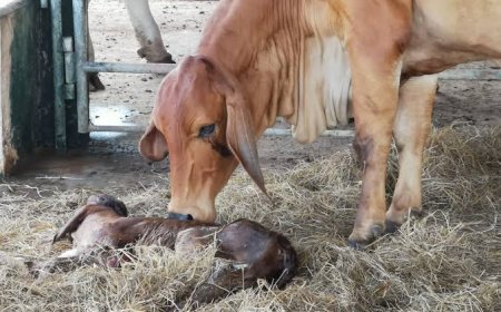 Nova inseminação pode colocar mais bezerros no pasto