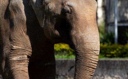 Elefante Sandro é transferido de São Paulo para santuário em Mato Grosso com escolta da PRF