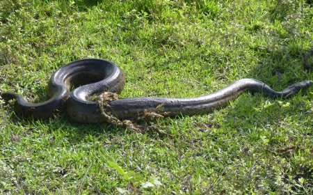 Sucuri gigante de mais de 7 metros é identificada na Amazônia