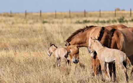 Após 200 anos, cavalos selvagens voltam a nascer