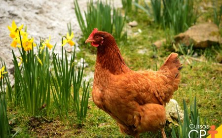 Surto de Salmonella em ovos deixa 306 doentes na Bélgica