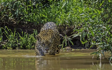 BNDES libera R$ 200 milhões para recuperar 7,2 mil hectares na Amazônia