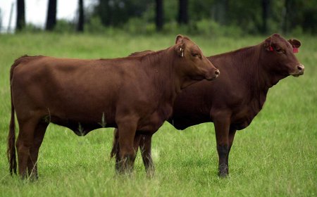 Embrapa lança IA para facilitar melhoramento genético do Brangus