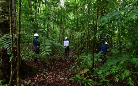 MPF defende proteção de povos tradicionais no mercado de carbono