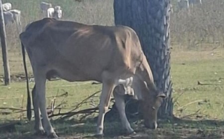 Carne sustentável, gado abandonado: suspeita de fraude cai no Pantanal
