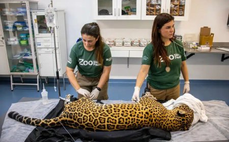 Onça-pintada dá sangue para salvar colega de 18 anos