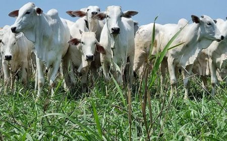 Brasil perde cabeças de gado, mas produção de leite bate novo recorde