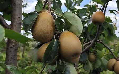 Embrapa apresenta BRS Áurea, nova cultivar de pera