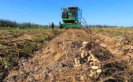 Projeto cria programa nacional para incentivar produção de amendoim