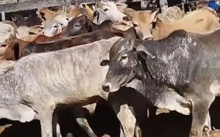 Polícia Rural flagra irregularidades em transporte de 40 bezerros