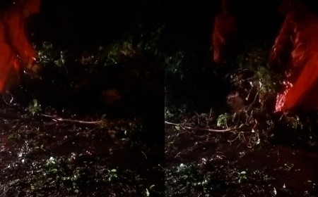 Árvores caem na MS-141 durante temporal entre Ivinhema e Angélica
