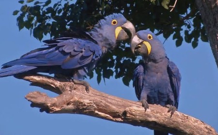 Pantanal amplia áreas de preservação para arara-azul