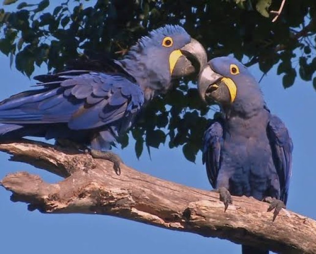 Pantanal amplia áreas de preservação para arara-azul