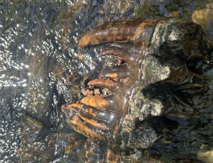 Geóloga encontra fóssil raro de mastodonte de 10 mil anos