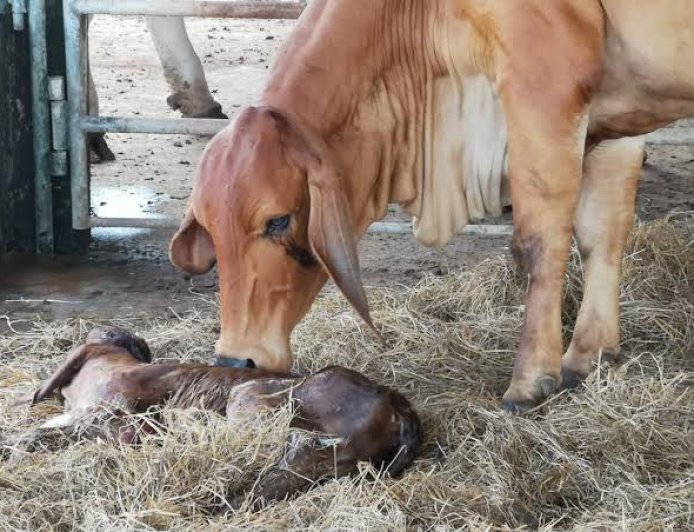 Nova inseminação pode colocar mais bezerros no pasto