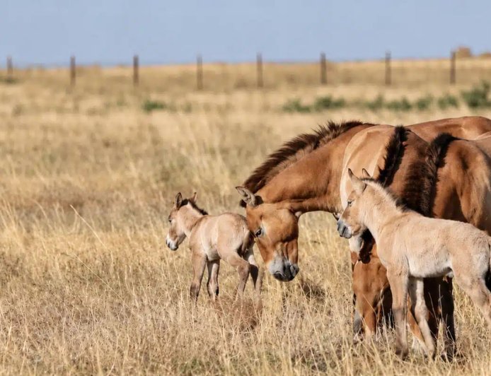 Após 200 anos, cavalos selvagens voltam a nascer