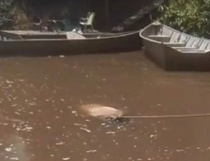 Corpo boiando transforma Rio Miranda em cenário macabro