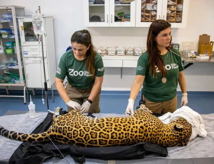 Onça-pintada dá sangue para salvar colega de 18 anos