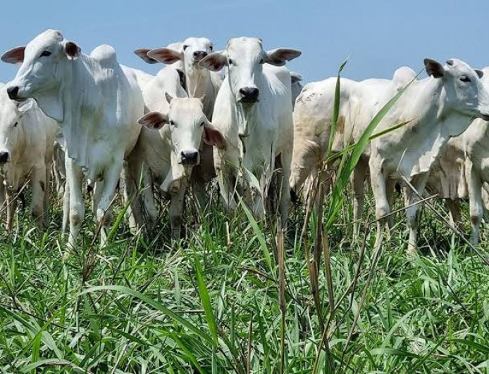 Brasil perde cabeças de gado, mas produção de leite bate novo recorde